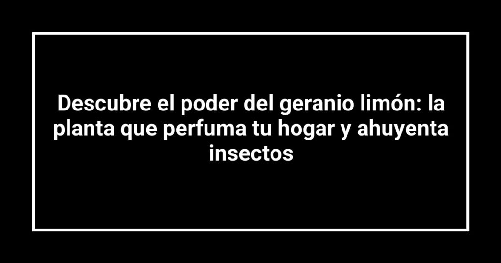 Descubre el poder del geranio limón: la planta que perfuma tu hogar y ahuyenta insectos